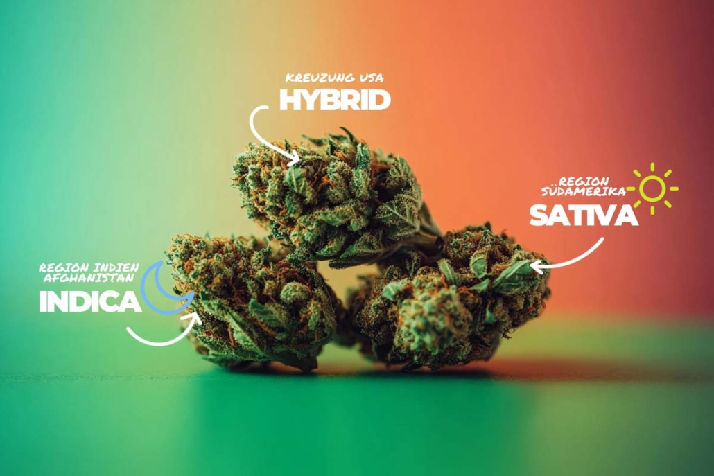 indica-sativa-hybrid-vergleich-energie-entspannung-blueten-sorten-weed-hanf-infografik-herkunft-wirkung